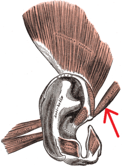 عضلات الأذن (وتظهر العضلة الأذنية الأمامية مُشاراً إليها).