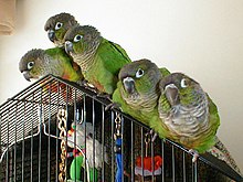 220px-Green_Cheeked_Conure_Family.jpeg