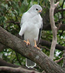 Grey Goshawk Dayboro Apr02.JPG