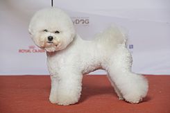 Bichon Frisé.