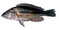 Haplochromis vonlinnei