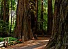 The Redwood Grove Trail (old-growth loop) in Henry Cowell Redwoods State Park