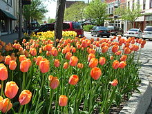 Tulip Bed in Downtown Holland