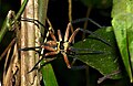 Riesenkrabbenspinnen