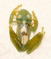 Glass frogs like Hyalinobatrachium uranoscopum use partial transparency for camouflage in the dim light of the rainforest. Hyalinobatrachium uranoscopum01a.jpg