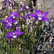 Campanula hawkinsiana.