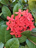 Miniatura para Ixora