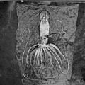 One of the two specimens of giant squid found at Hemne i 1896. Photo: NTNU Museum of Natural history and Archaology