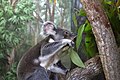 Koala et eucalyptus dans le Queensland. Flickr.