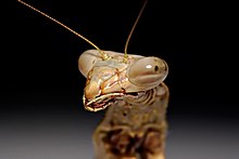 Head of Archimantis latistyla, showing the compound eyes and labrum Large brown mantid close up nohair.jpg