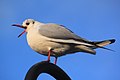 En adulte Swattkoppmöwe (Larus ridibundus), de swatte Placken achter dat Ooge is good to sehn, he is tyypsch for dat Slichtkleed