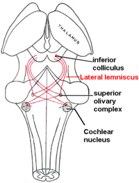 Lateral lemniscus in red, as it connects the cochlear nucleus, superior olivary nucleus and the inferior colliculus, seen from behind Lateral lemniscus.PNG