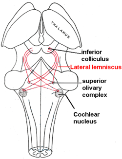 Lateral lemniscus.PNG