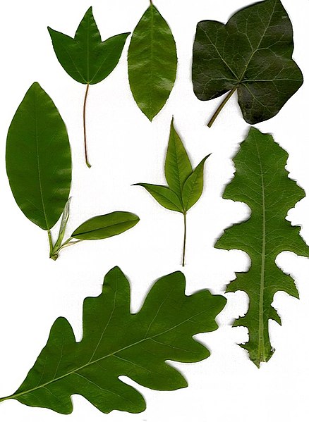 формы листьев деревьев картинки