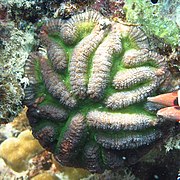 Lobophyllia hataii