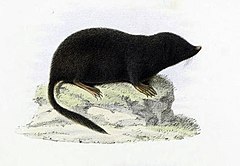 Description de l'image Long-tailed mole.jpg.