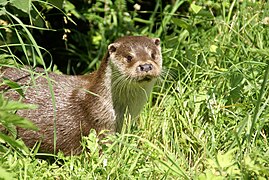 la Loutre d'Europe