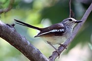 Burung betina di hutan Anjajavy