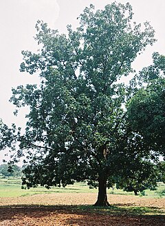 Description de l'image Mahuwa tree in Chhattisgarh.jpg.