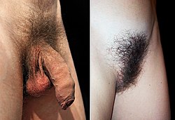 Male and Female Pubic Hair.jpg