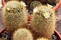 Mammillaria sp.