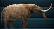 American mastodon restoration