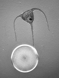 Dinoflagellat (Neoceratium horridum) with diatom (Coscinodiscus radiatus)
