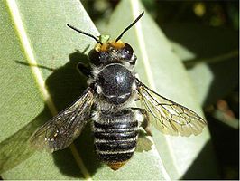 Megachile ferox