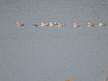 Migratory birds at Mirzapur dam