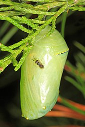 Pteromalus cassotis on monarch chrysalis Monarch chrysalis - Danaus plexippus and Pteromalid Wasp, Meadowood Farm SRMA, Mason Neck, Virginia - 29789548882.jpg