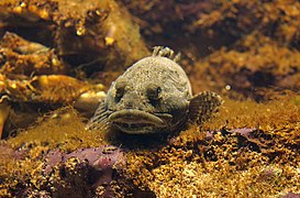 Photographie en couleurs d'un poisson aux yeux protubérants, aux écailles brun-vert et nageant au-dessus d'un fond marin couvert de végétation verte et mauve.