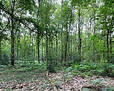 Erlen-Bruchwald im Naturschutzgebiet Spörkelnbruch (Hilden)