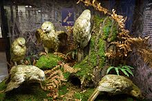 Esemplari del kākāpō in via di estinzione al Museo di Storia Naturale di Vienna; migliaia di esemplari sono stati raccolti per i musei di tutto il mondo.