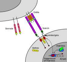 Notch-mediated juxtacrine signal between adjacent cells Notchccr.svg