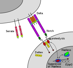 The Notch signaling pathway. Notch interacts with its ligands Delta or Serrate, leading to cleavage of the NICD which can then interact with Su(H) to form a transcriptional complex.