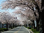 大森寺周辺の桜並木