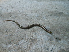 Ophiodes sp.