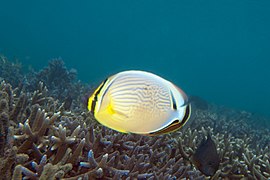 C. lunulatus con una irregularidad, las líneas horizontales se quiebran en el centro del cuerpo