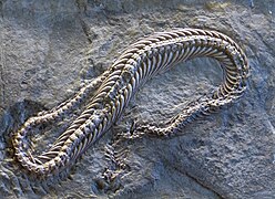 Скелет сеноманської морської змії Pachyophis woodwardi
