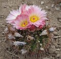 6- Echinopsis sp.