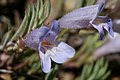 Flowers of Penstemon caespitosus