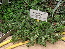 Peperomia rubella - Berlin Botanical Garden - IMG 8729.JPG