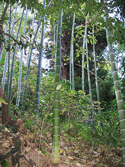 Phyllostachys edulis