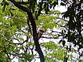 Westafrikanischer Stummelaffe Western Red Colobus