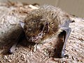 Pipistrellus nathusii (Vespertilionidae)