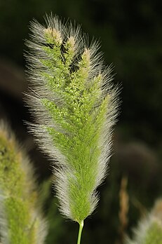 Panícula da gramínea Polypogon monspeliensis. (definição 680 × 1 024)