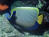 Peix angel emperador (Pomacanthus imperator)