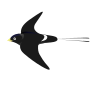 White-eyed river martin