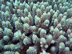 Gros plan sur une colonie d'Acropora.