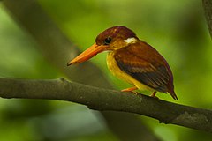 Description de l'image Rufous-backed Kingfisher - Palawan H8O0505.jpg.